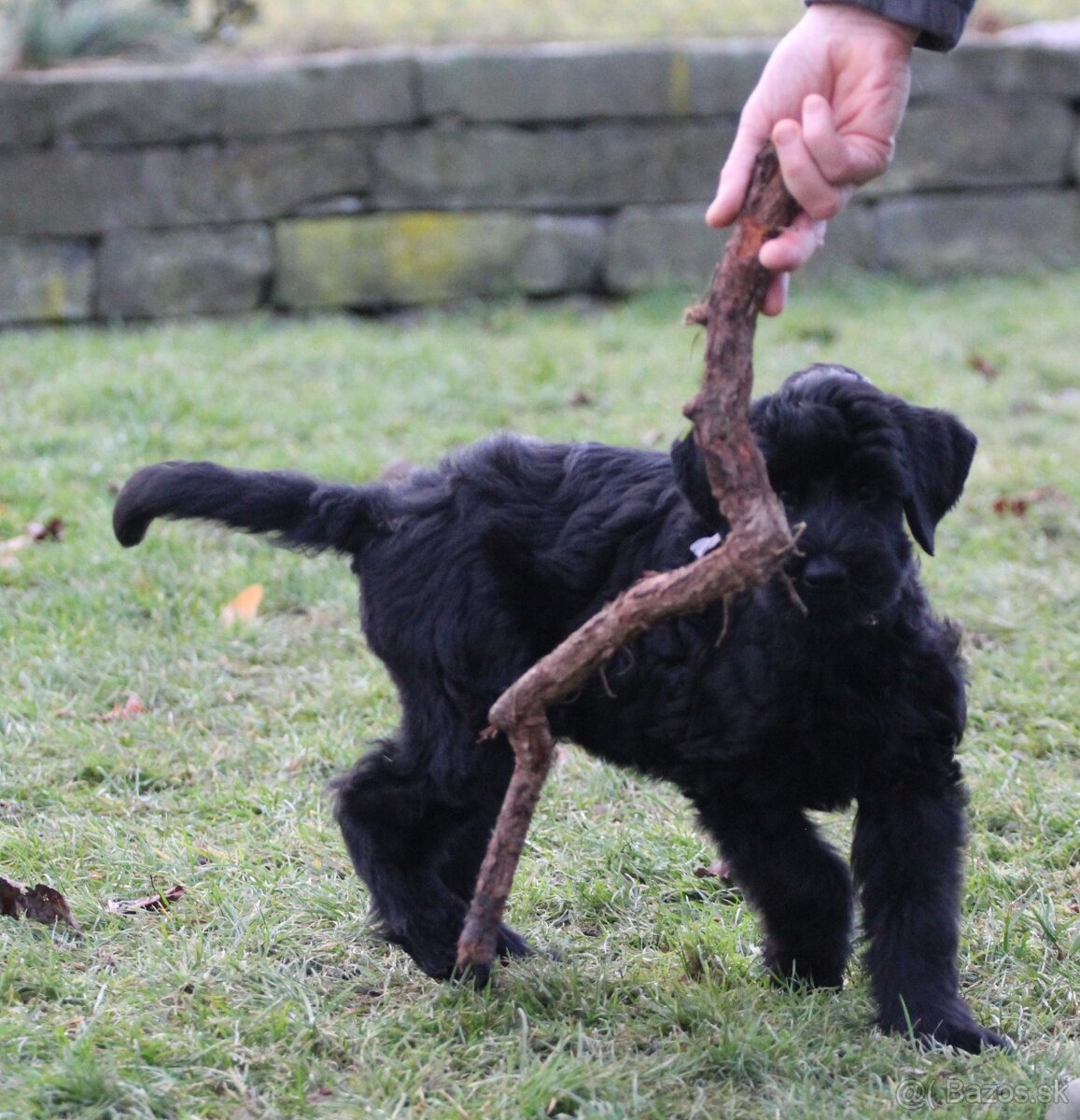 Bradáč veľký čierny s PP - 8