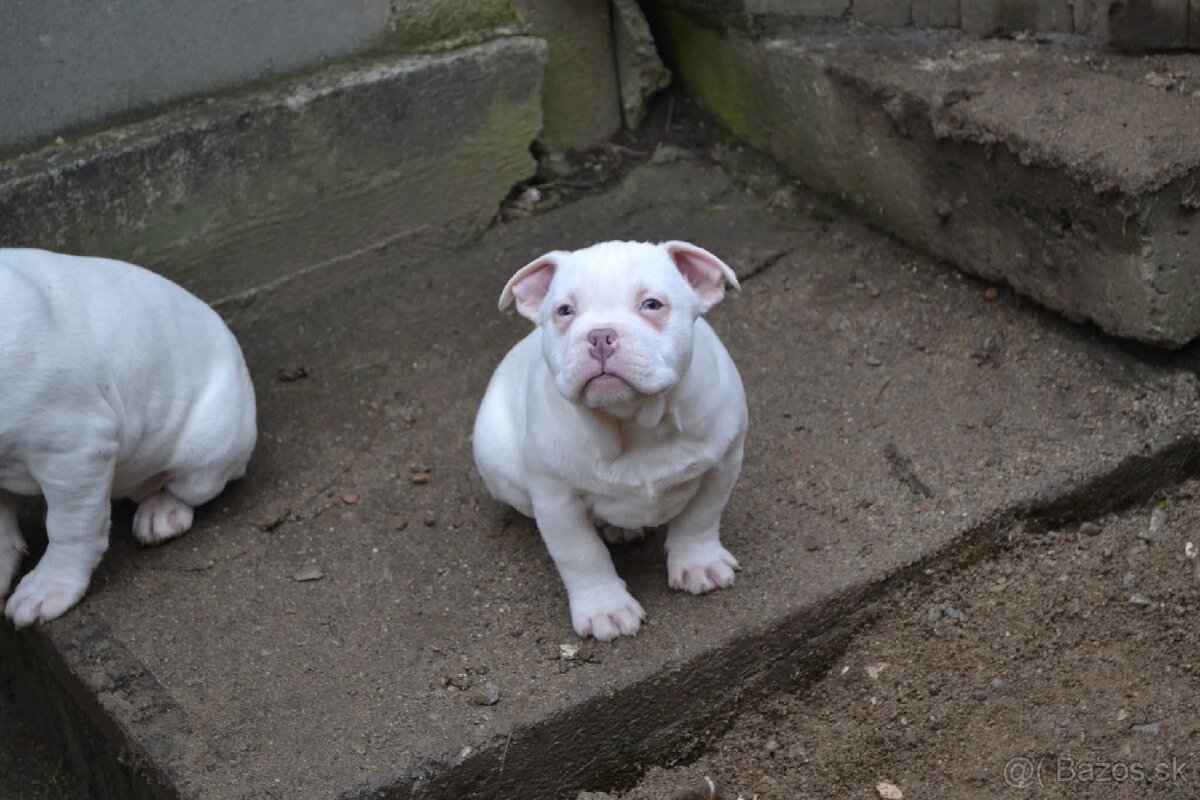 American bully pocket/ standard - 8