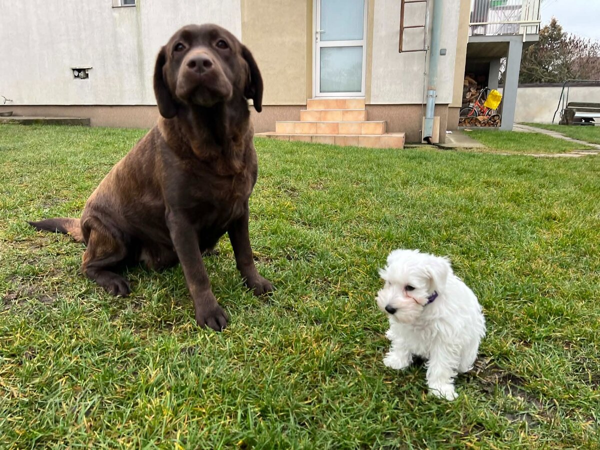 Biely malý bradáč s PP - 8