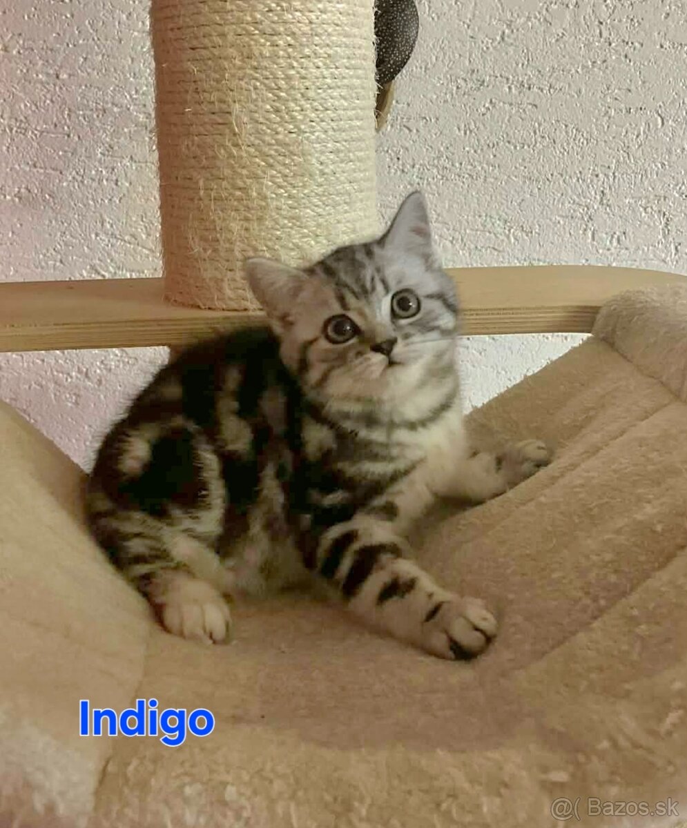 Britské whiskas mačiatka s PP - 8