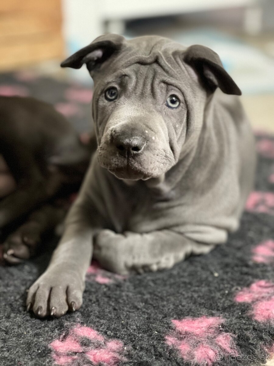 Thajský ridgeback - šteniatka - 8