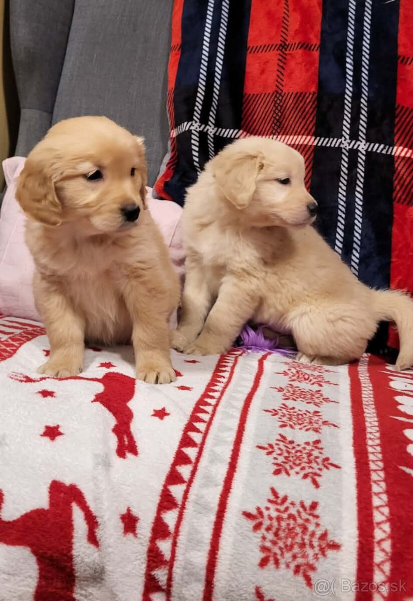 Šteniatka zlatý retriever - 8
