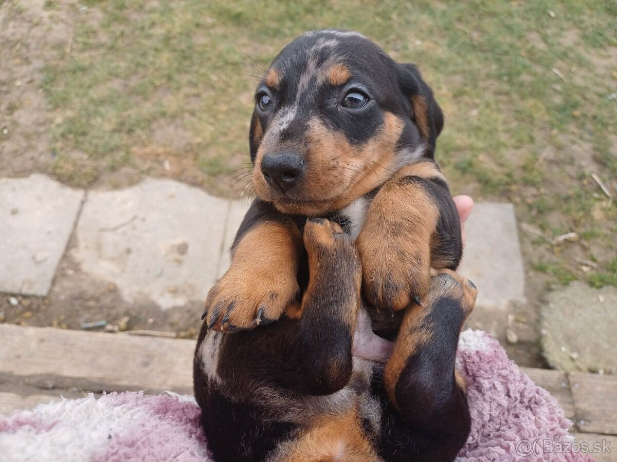 Šteniatka jazvečíka - 8