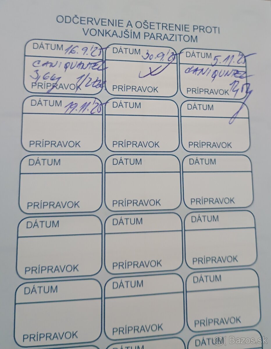 Americký pitbullterier - 8