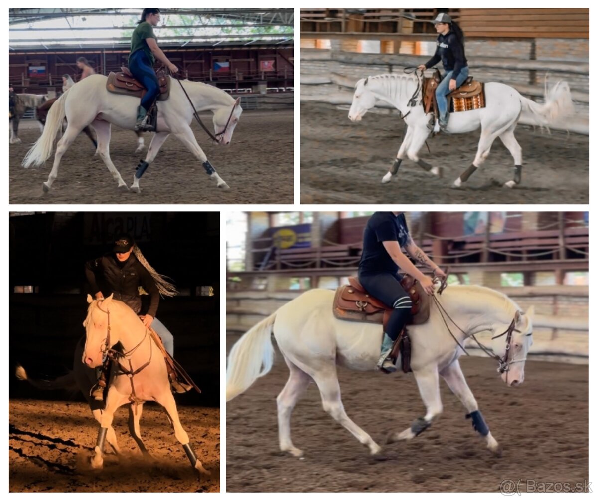 Pripúšťanie cremello Quarter Horse žrebcom - EARLY BOOKING - 8