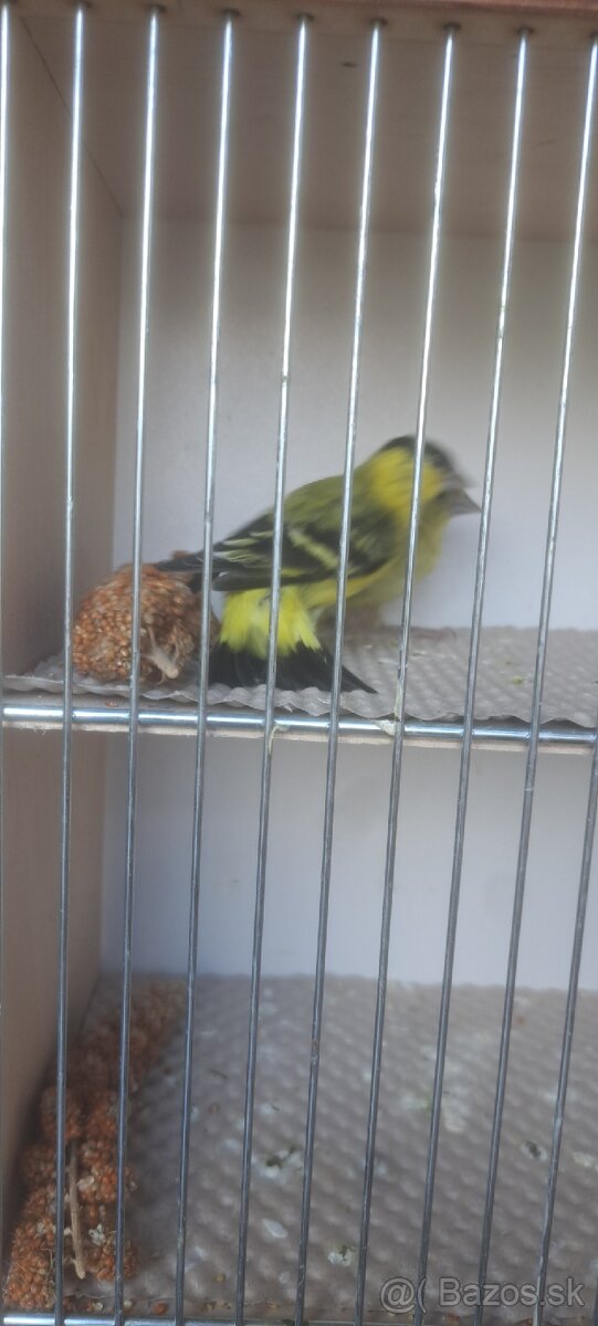 Predám Čižíkov Yarrellii - 8