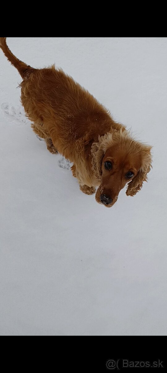 Darujem fenku angkicky kokerspaniel - 8