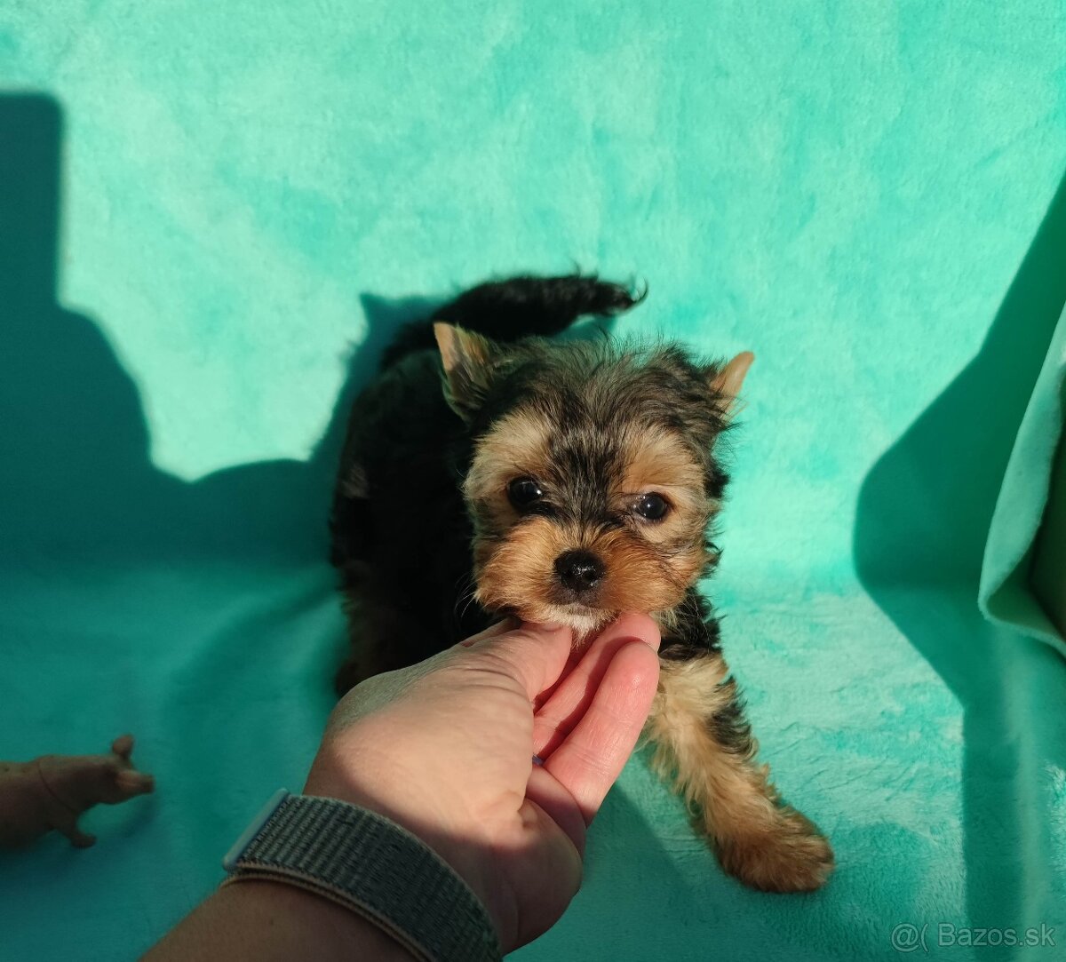 Biewer, Yorkshire terriers pp - 8