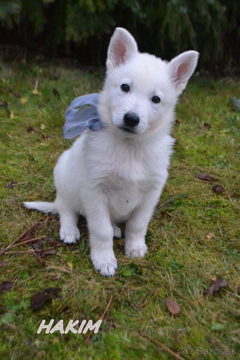 Biely švajčiarsky ovčiak , s PP - 8