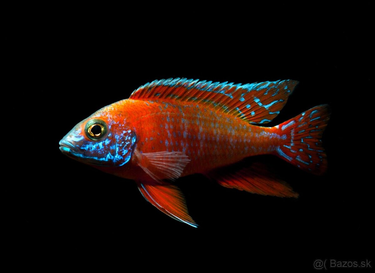 Placidochromis ,protomelas,aulonocara - 8
