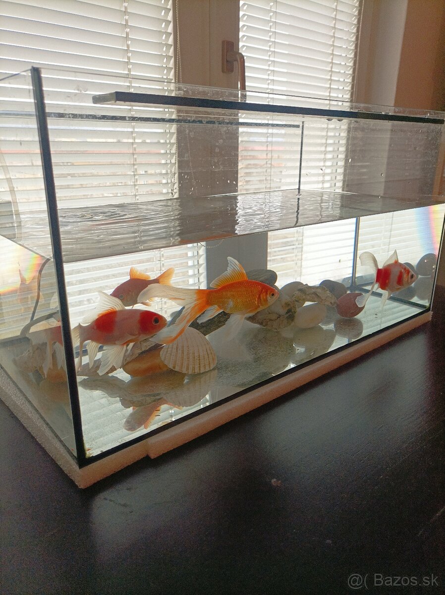 Akvárium - 8