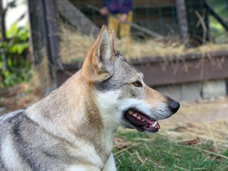 československý vlčiak s PP (FCI) - 8