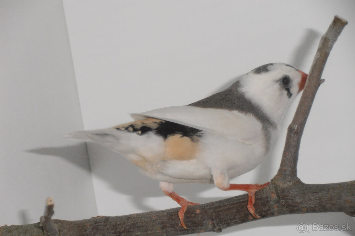 predám andulky a zebričky - 8