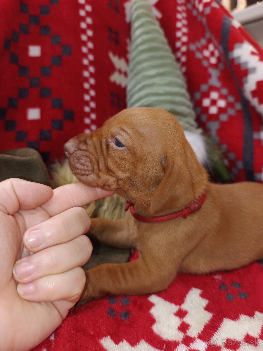 Maďarská vyžla - 8