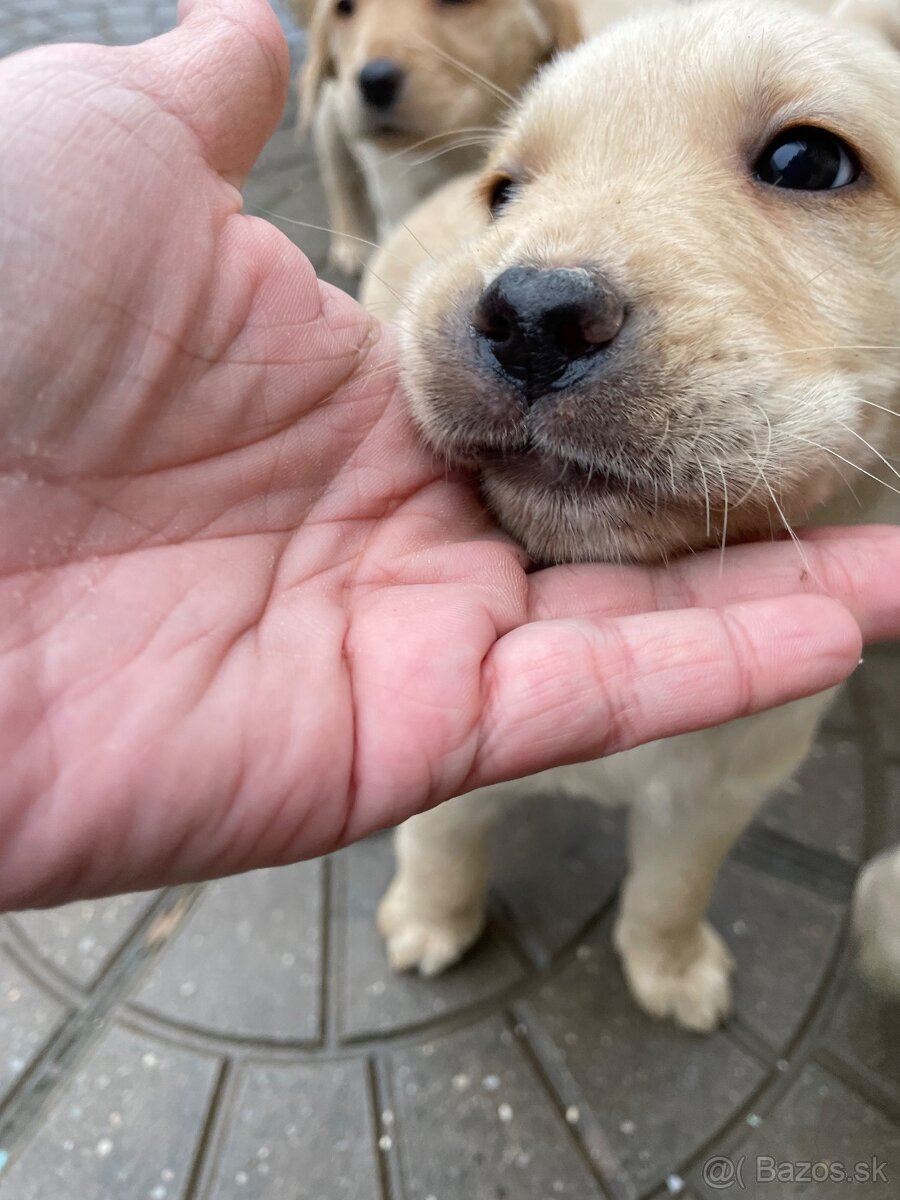 Labrador-retriver - 8