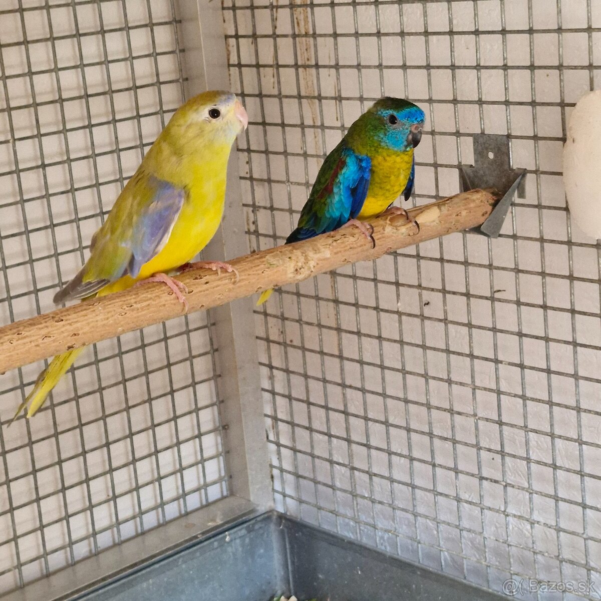 Predam neofema tyrkysova žltobruchá - 8