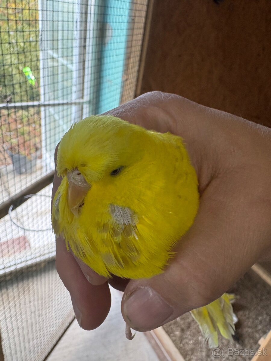 Výstavné andulky - 8