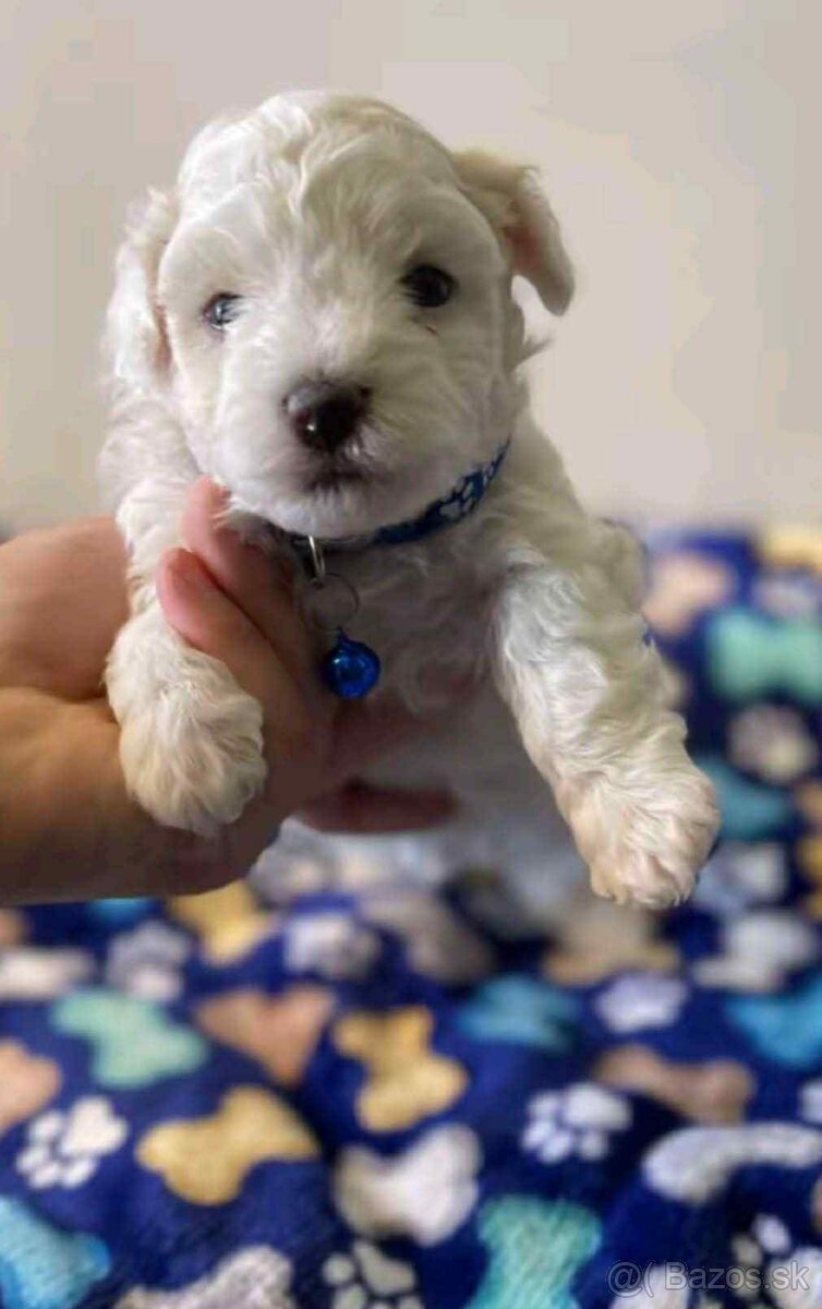 Toy Pudel - 8