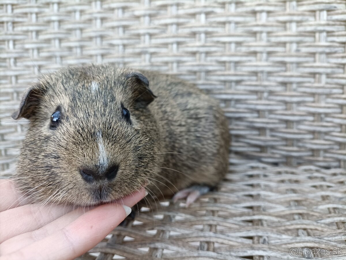 Morské prasiatka - 8