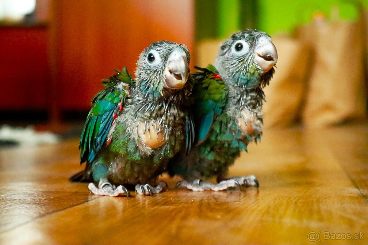 Pyrura perlata - ručný dokrm - 8