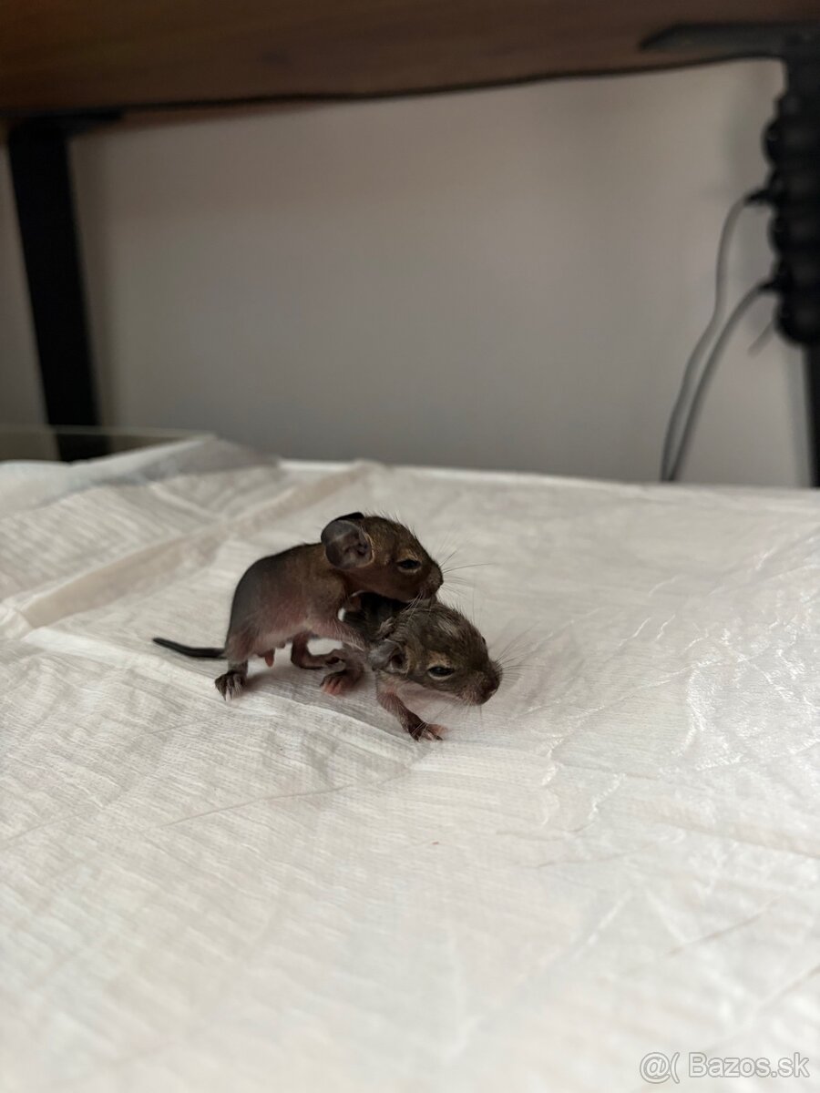 Predám mláďatá osmaka degu🐾 - 8