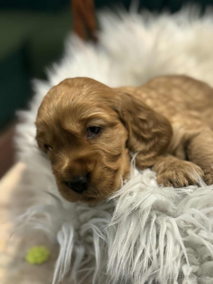 Anglický kokeršpaniel - 8