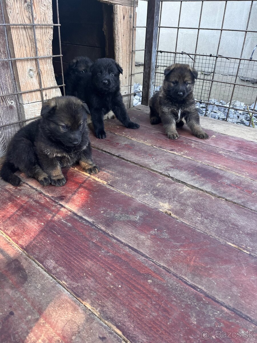 Nemecký ovčiak - 8