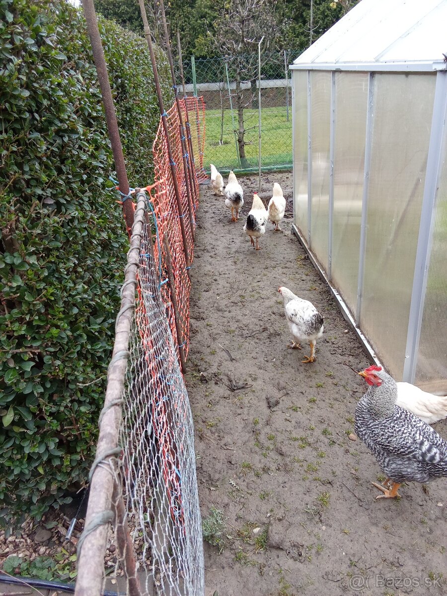 Predám kohútov - 8