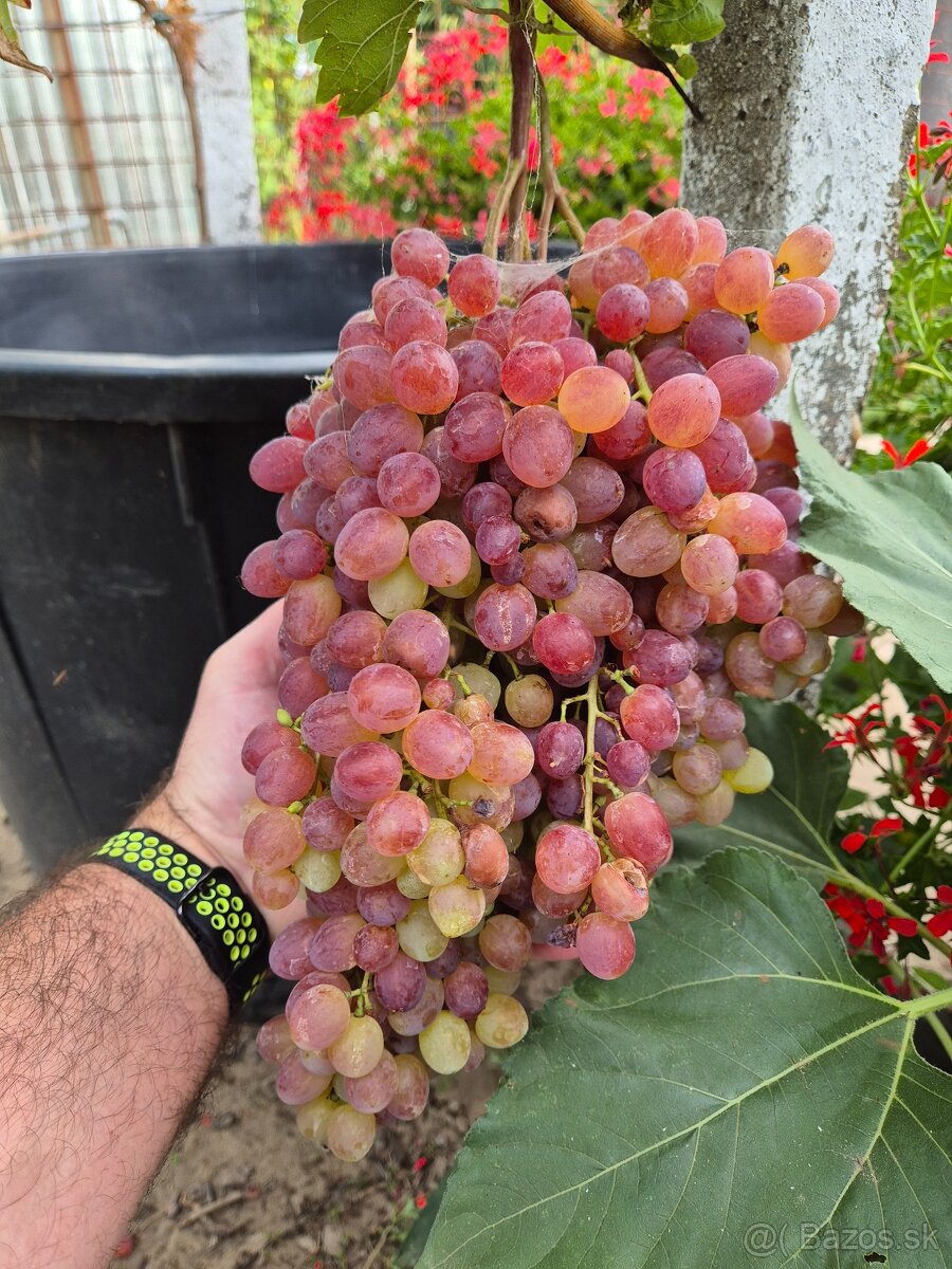 Predám pozemok v marcelovej. 1100m2 - 8