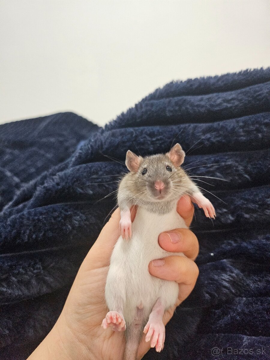 Darujem potkaníky - 8