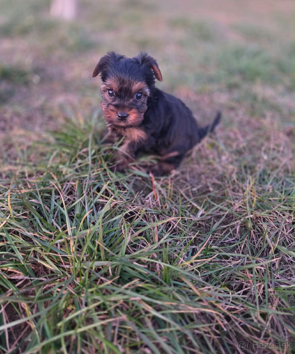 Yorkshirsky terier - 8