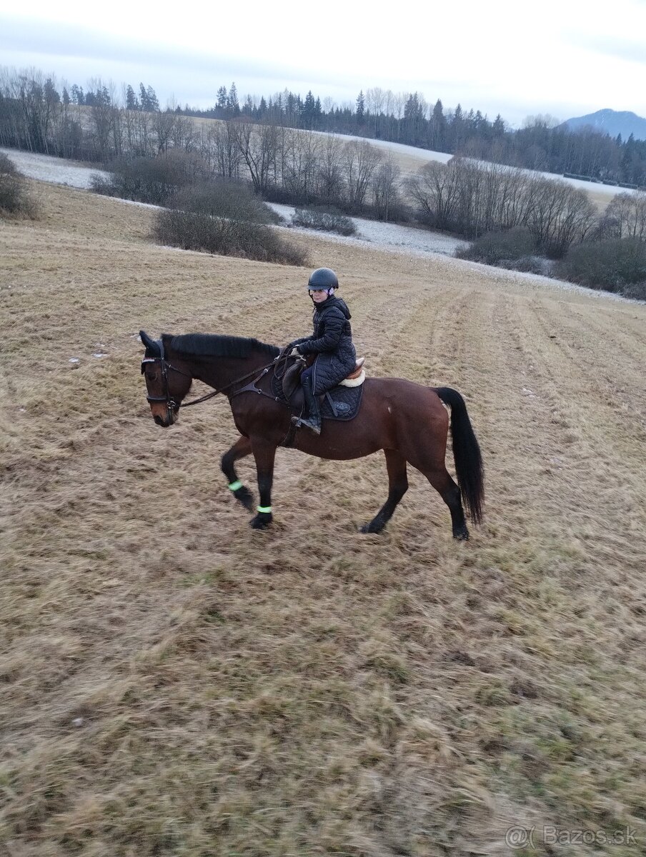 Predám/ vymením 10r kobylu na rekreaciu - 8