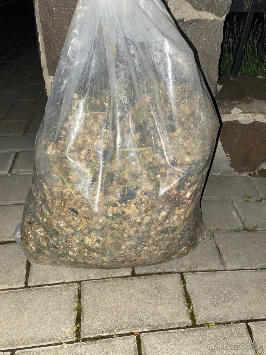 Prepelice japonské,prepeličie vajíčka,vajcia,trus,hnojivo - 8