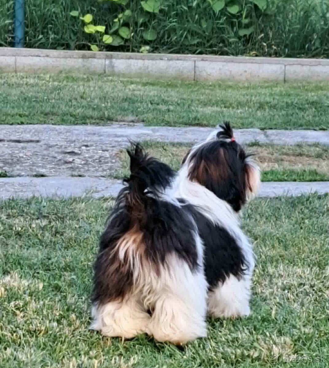 Predám šteniatka Shi tzu - 8
