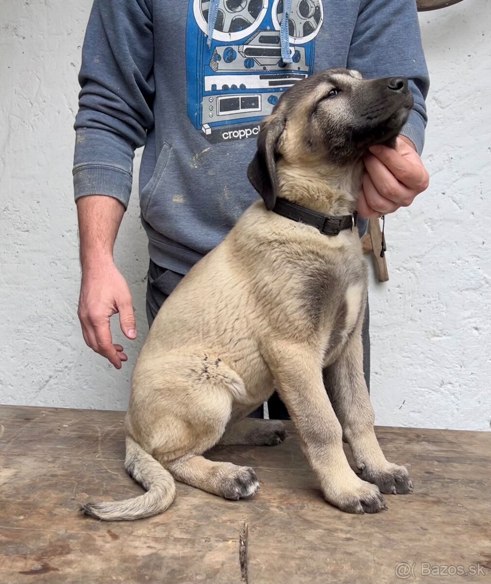 KANGAL - štěňata již K ODBĚRU, iba sučky - 8
