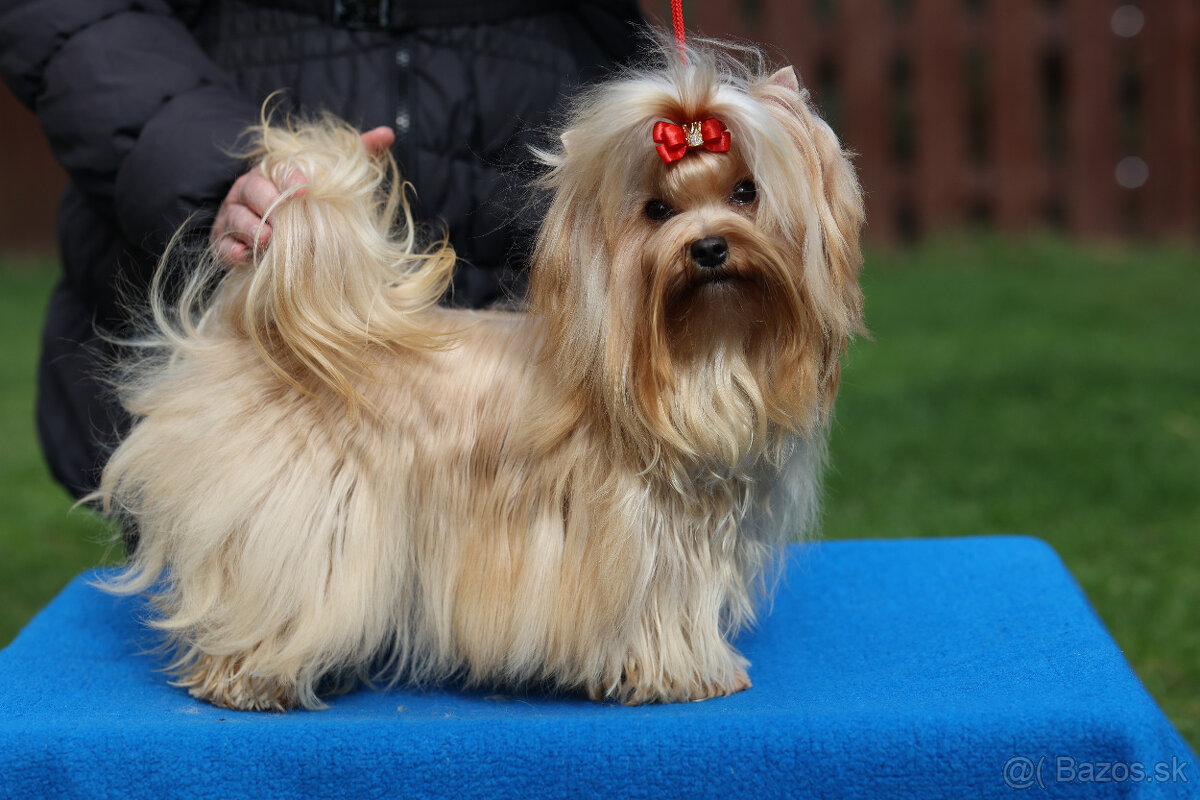 Golddust yorkshire terrier - luxusní fenečka s PP - 8
