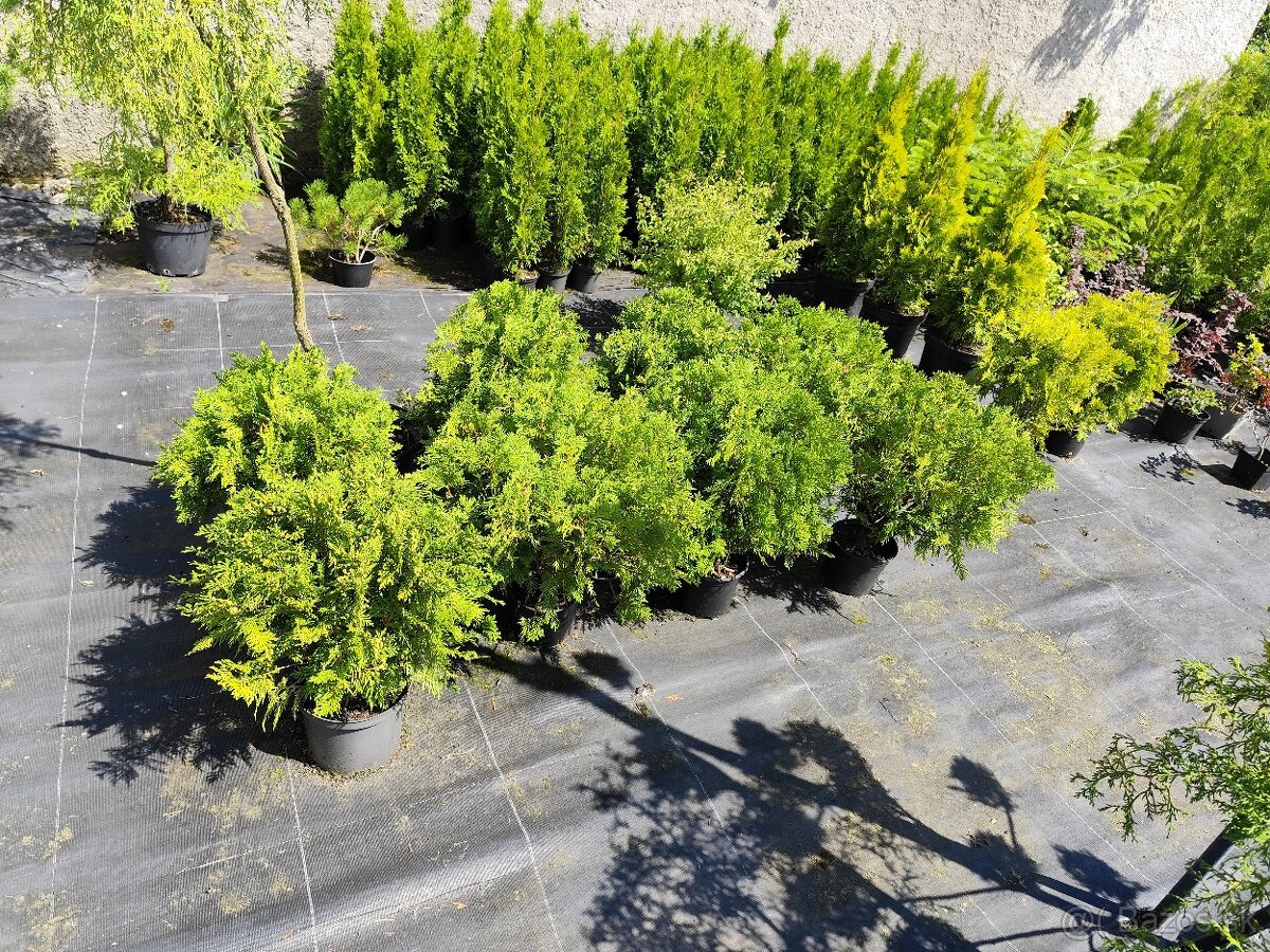 Okrasné dreviny, kríky - 8