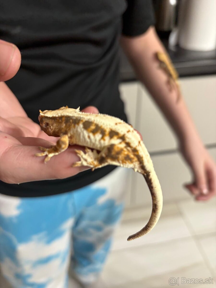 Pagekon riasnaty - 8