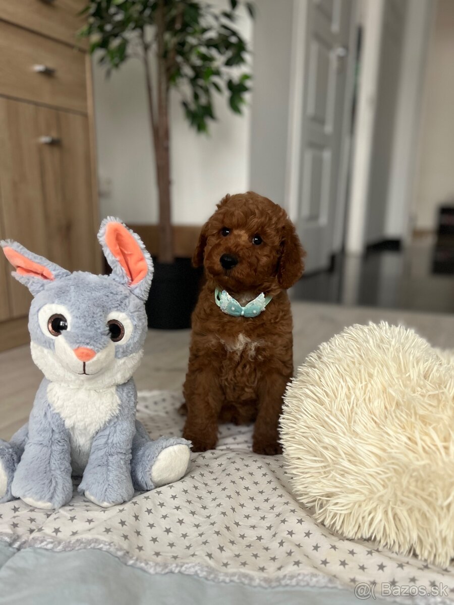 Trpasličí pudel šteniatka - 8