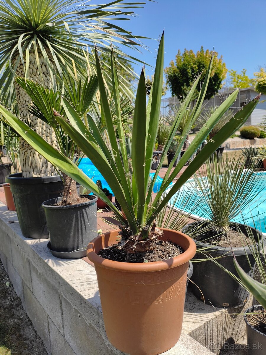 Juka yucca - 8