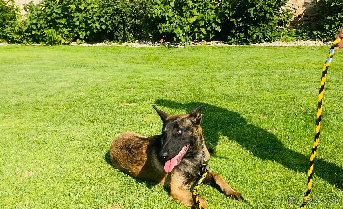 Šteniatka belgický ovčiak malinois - 8
