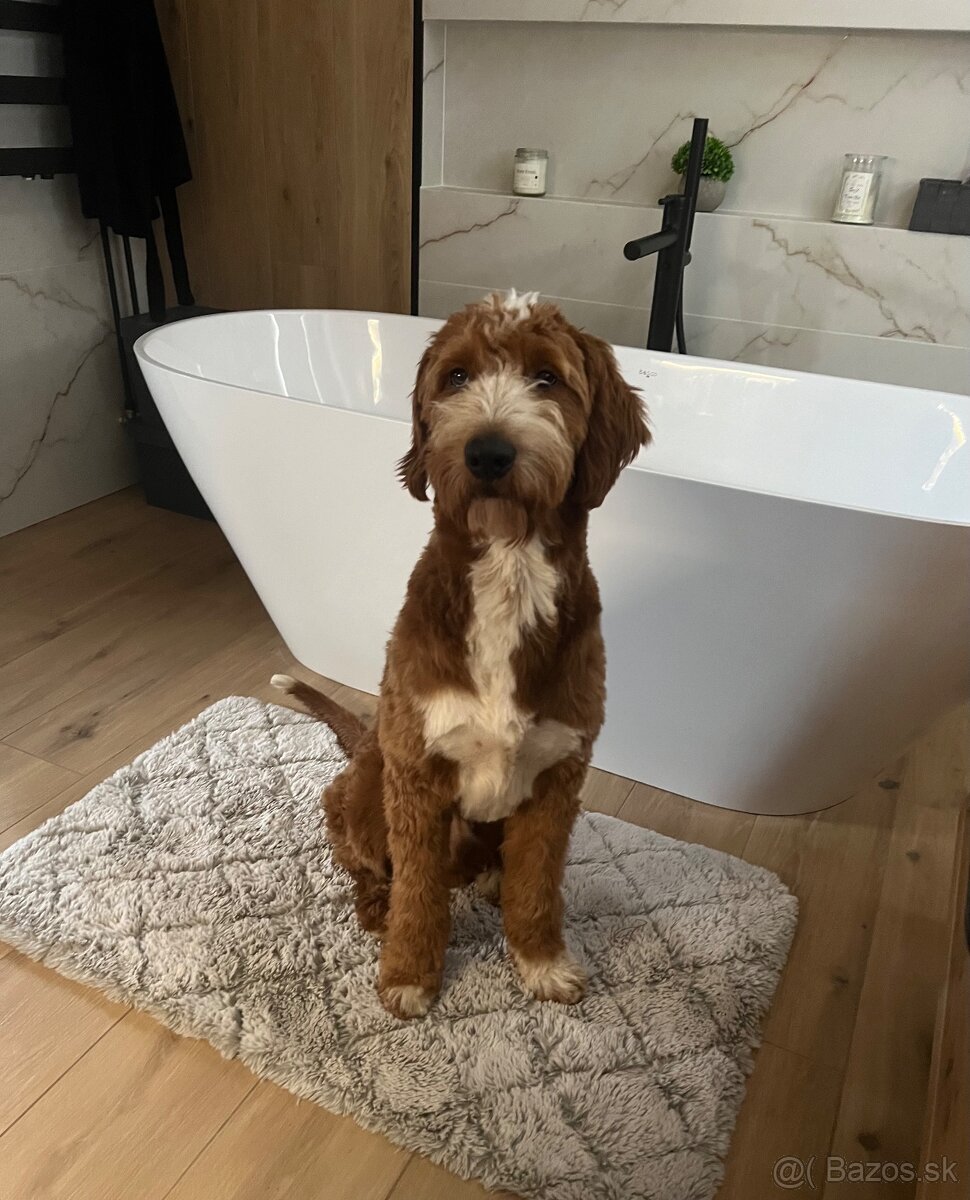 Goldendoodle na krytie - 8