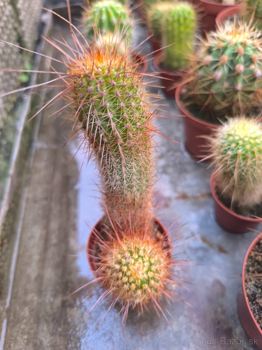 Kaktusy a sukulenty - 8