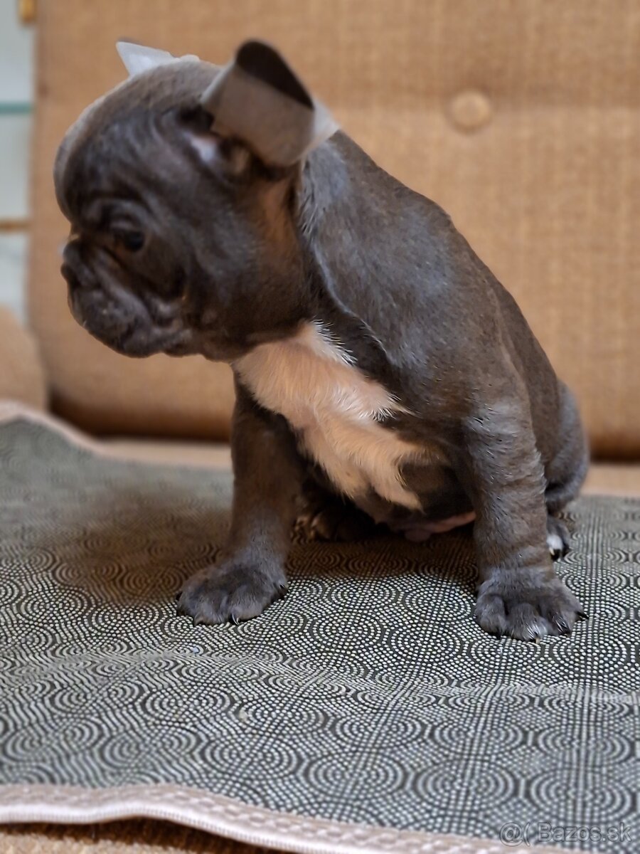 Francúzsky buldoček modry fawn, modrý - 8