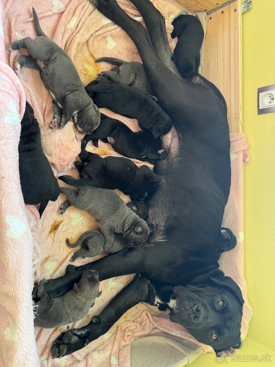 cane corso stenata na predaj - 8