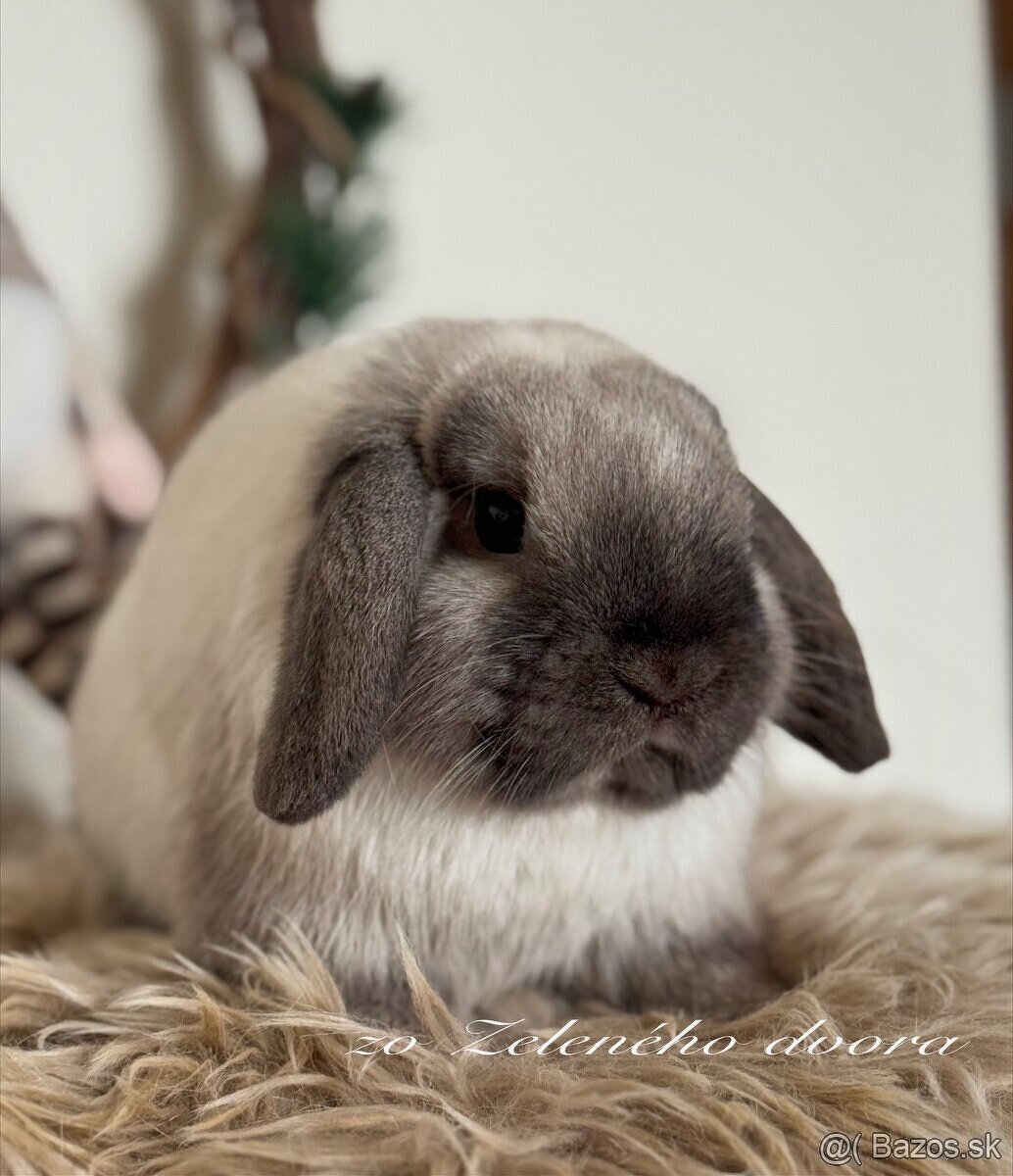 🐰 Minilop králiky 🐰 - 8