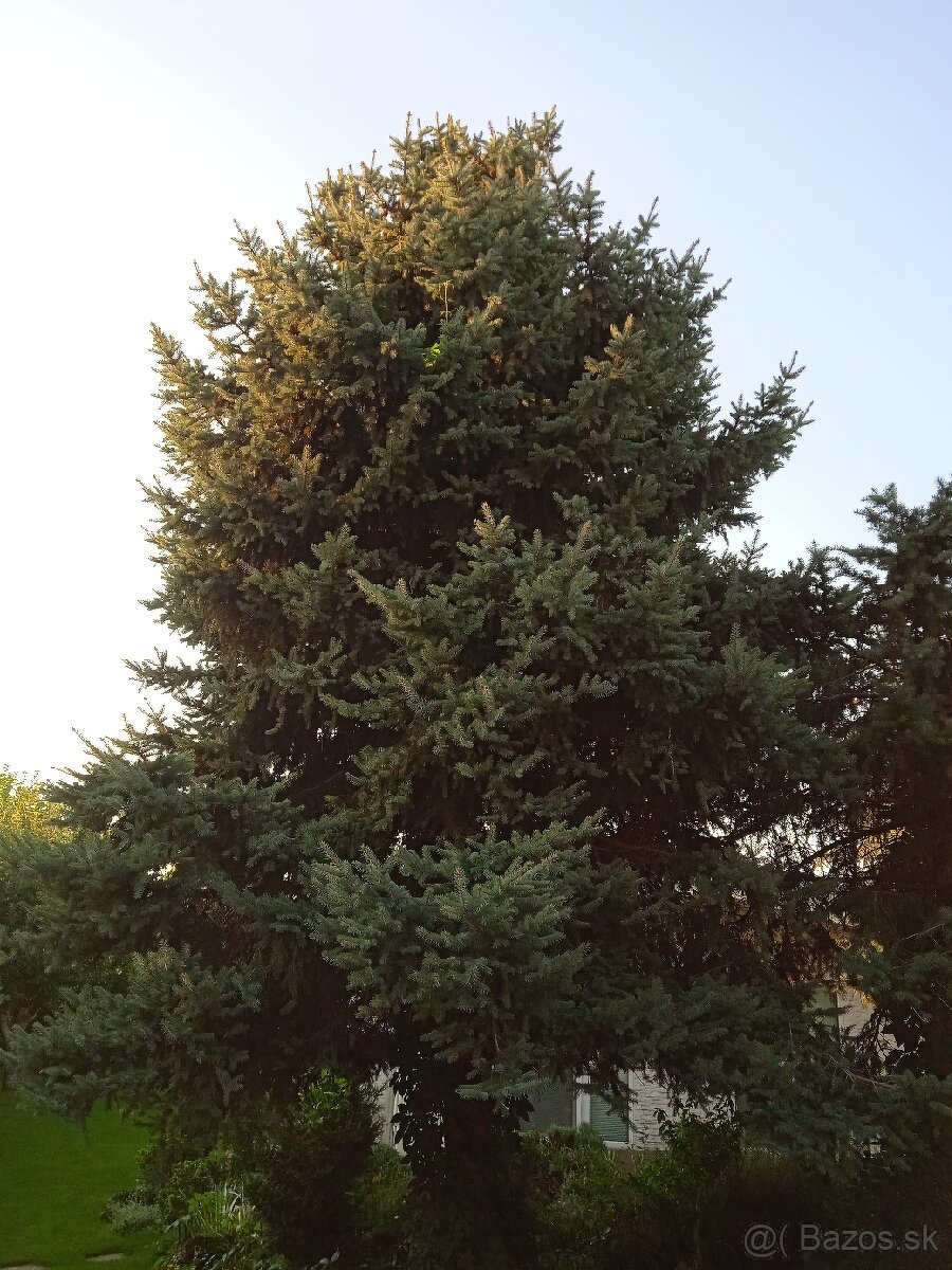 Smrek pichlavy čečina - 8