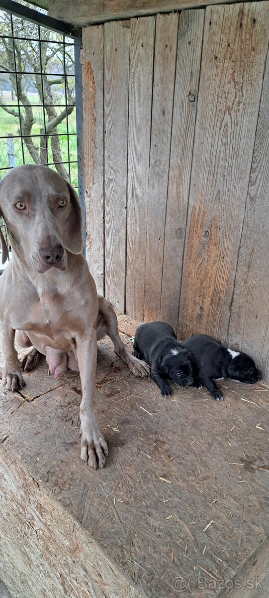 Weimar, weimarsky stavač... - 8