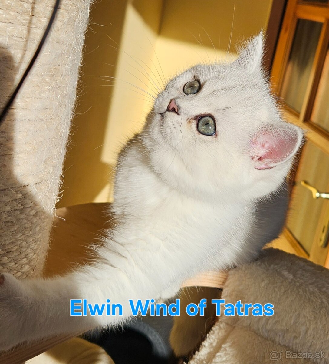 Britská krátkosrstá - 8