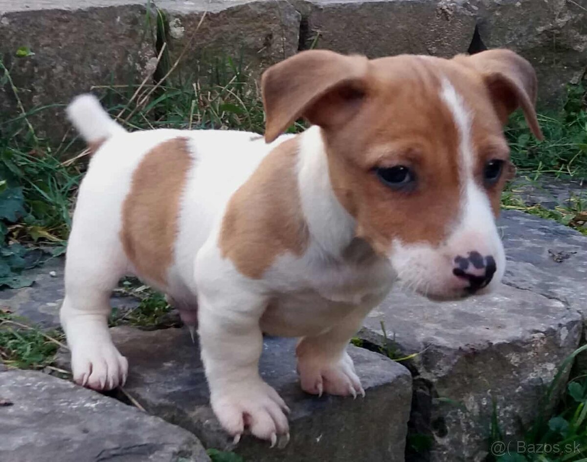 jack russel terier - 8